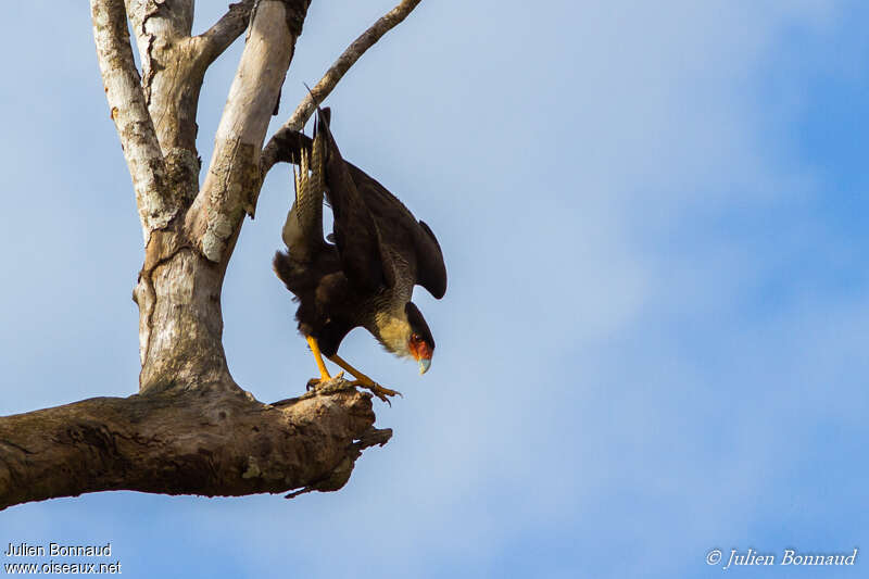 Northern Crested Caracaraadult, habitat, Behaviour