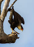 Caracara du Nord