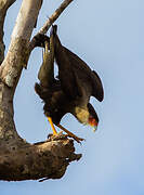 Northern Crested Caracara