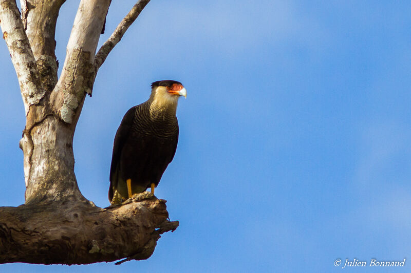 Crested Caracara (cheriway)