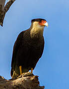 Northern Crested Caracara