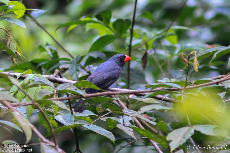 Slate-colored Grosbeak male adult, habitat, pigmentation