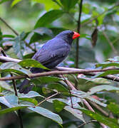 Slate-colored Grosbeak