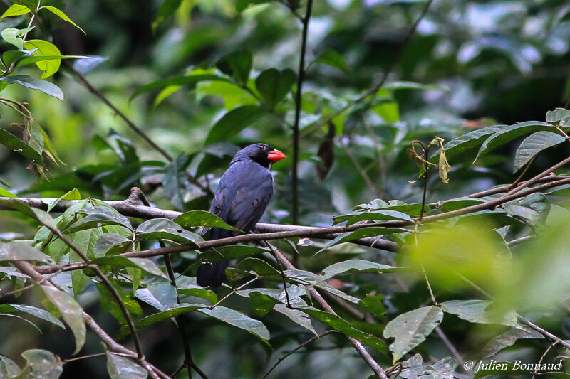 Slate-colored Grosbeak male adult, habitat, pigmentation