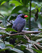 Slate-colored Grosbeak