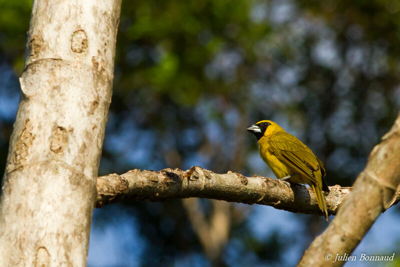 Cardinal flavert