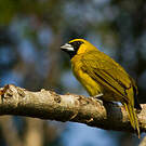 Cardinal flavert