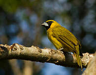 Cardinal flavert