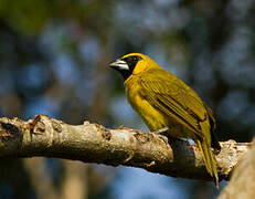 Yellow-green Grosbeak