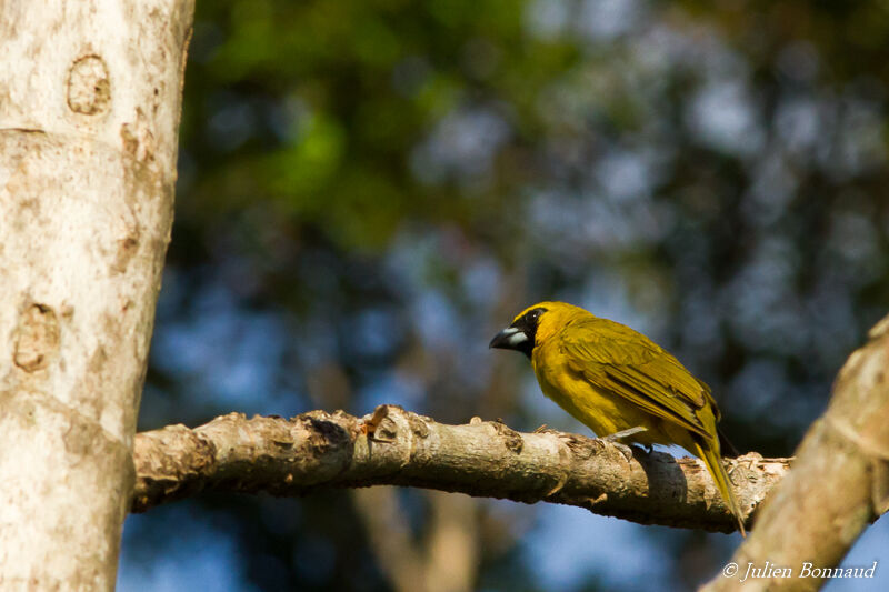 Yellow-green Grosbeak