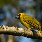 Cardinal flavert