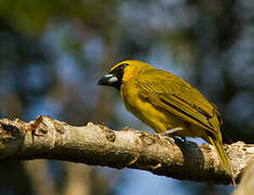 Yellow-green Grosbeak