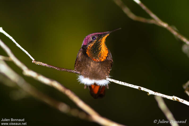 Ruby-topaz Hummingbird male adult, close-up portrait, pigmentation