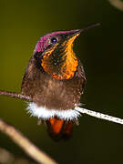 Ruby-topaz Hummingbird