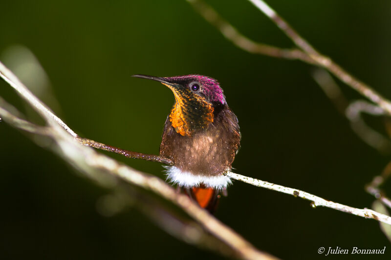 Ruby-topaz Hummingbird male adult