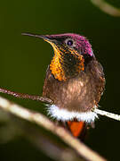 Ruby-topaz Hummingbird