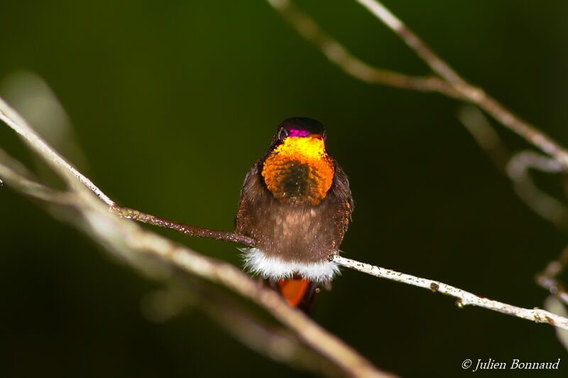 Ruby-topaz Hummingbird male adult