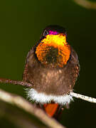 Ruby-topaz Hummingbird