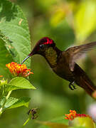 Ruby-topaz Hummingbird