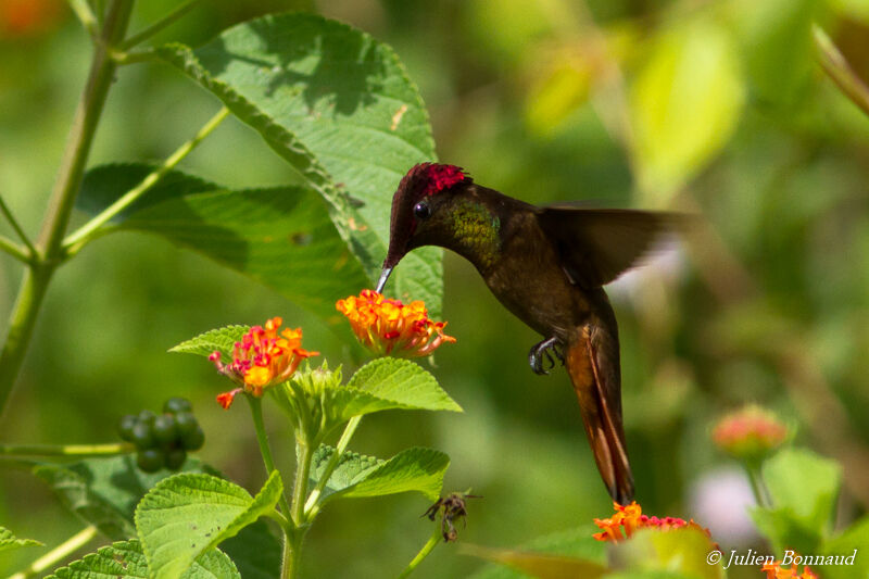 Ruby-topaz Hummingbird male adult, eats
