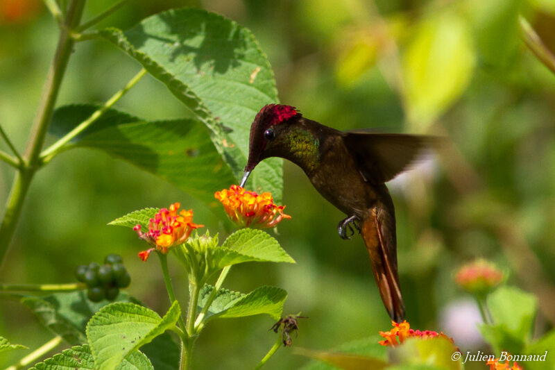 Colibri rubis-topaze mâle adulte, mange