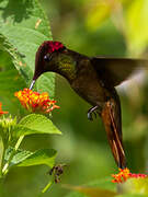 Ruby-topaz Hummingbird