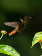 Ruby-topaz Hummingbird