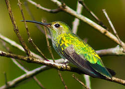 Colibri tout-vert