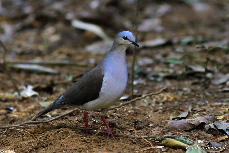 Grey-fronted Dove