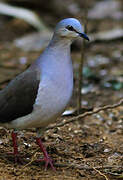 Colombe à front gris