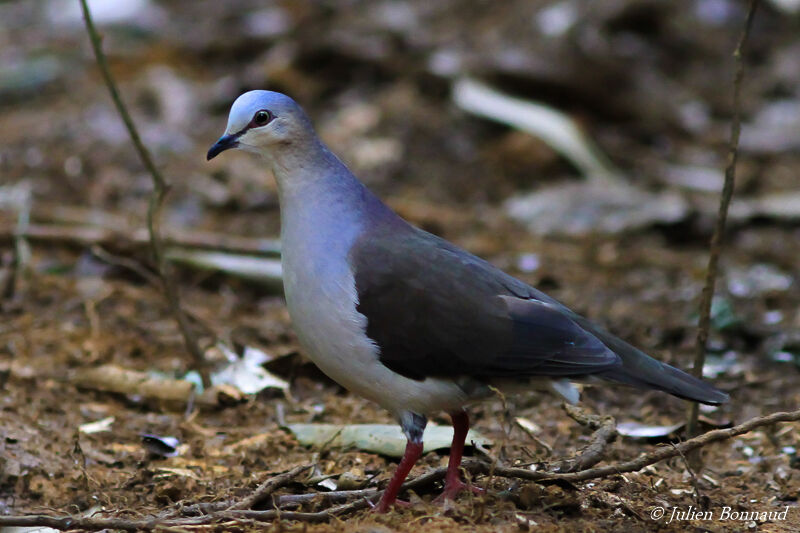 Grey-fronted Dove