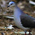 Colombe à front gris