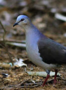 Colombe à front gris