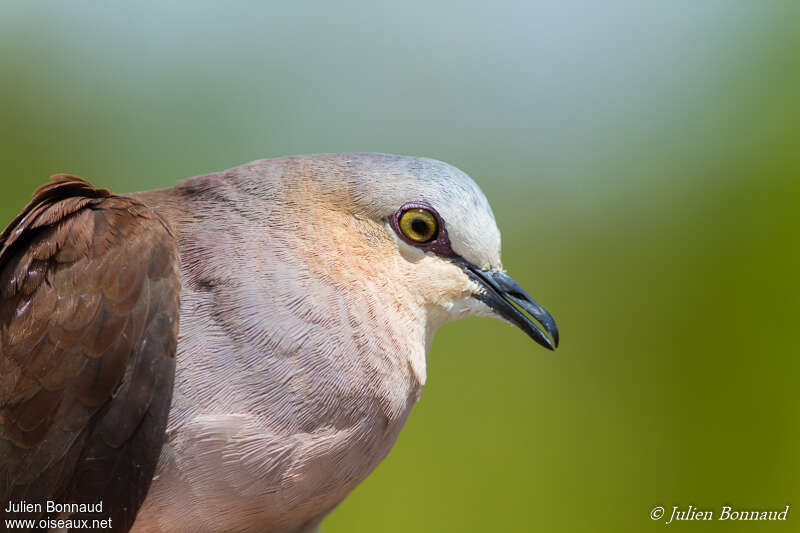 Colombe à front grisadulte, portrait