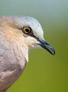 Grey-fronted Dove