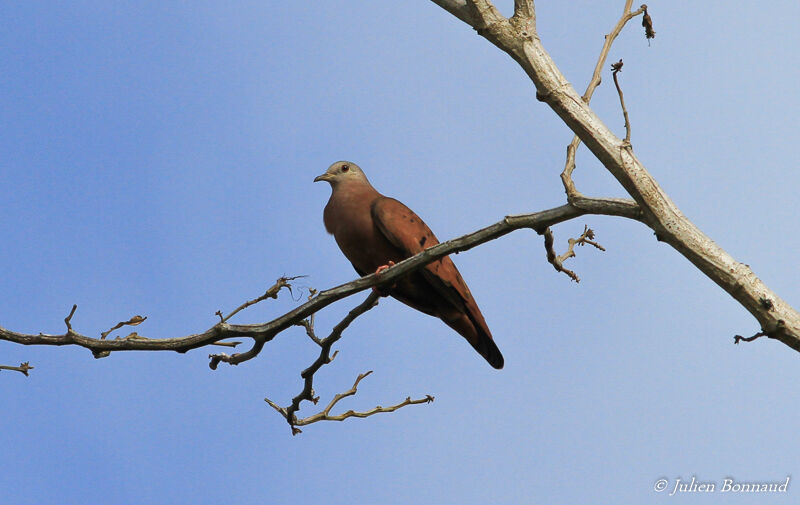 Ruddy Ground Dove