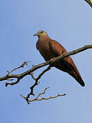 Ruddy Ground Dove