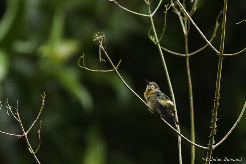 Tufted Coquette