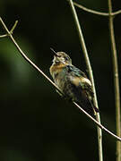 Tufted Coquette