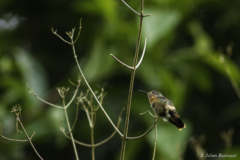 Tufted Coquette