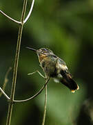 Tufted Coquette