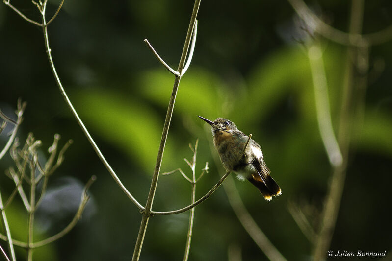 Tufted Coquette