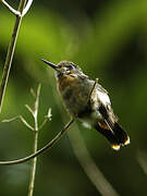 Tufted Coquette