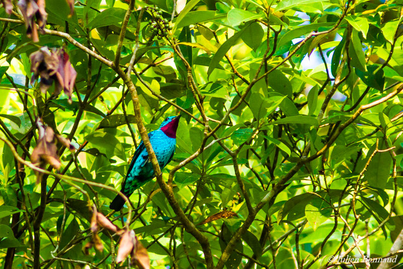 Spangled Cotinga male adult