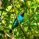 Cotinga de Cayenne