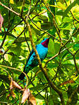 Cotinga de Cayenne