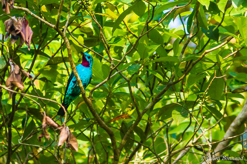 Spangled Cotinga male adult