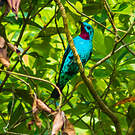 Cotinga de Cayenne