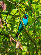 Spangled Cotinga