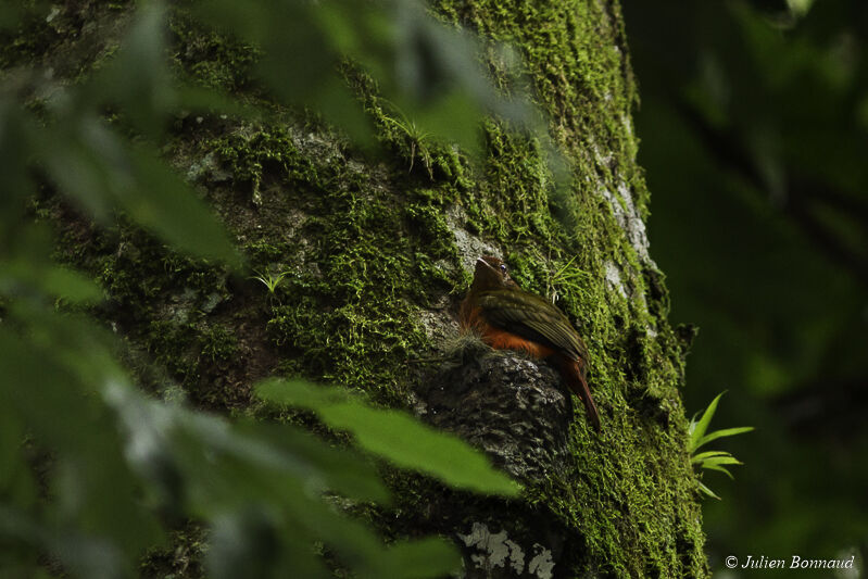 Cotinga ouette